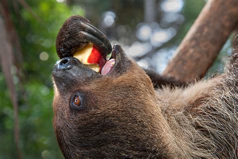 fruits sloths eat